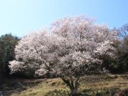 宿根の大桜　咲き始めました！