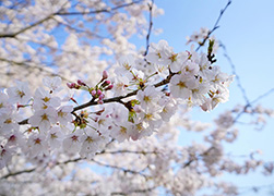 櫻花祭　4月上旬1