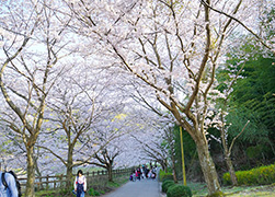 櫻花祭　4月上旬3