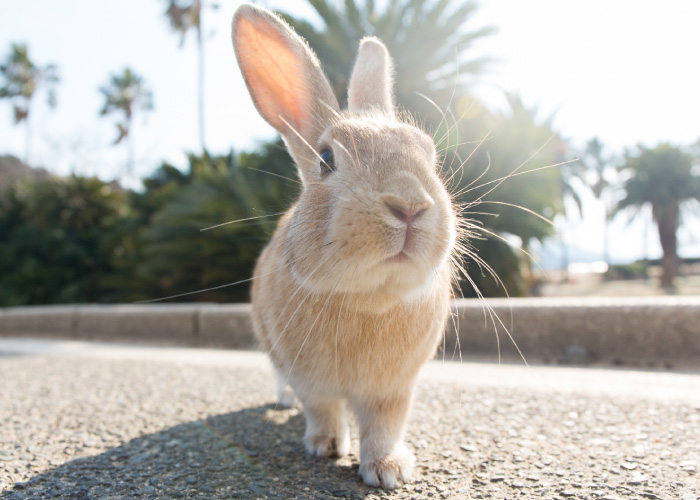 Rabbit Island Ohkunoshima