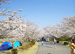 Cherry Blossom Festival - Early April2