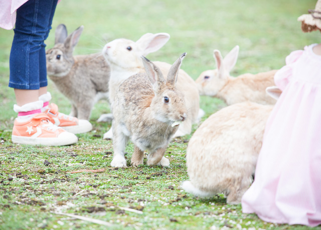 Rules of Contacting with Rabbits