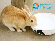 「瀬戸内Finder」で大久野島が紹介されました！
