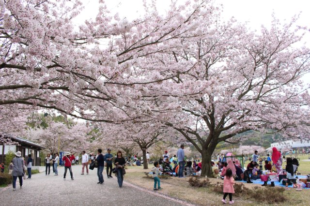 「バンブーお花見デー」のお知らせ