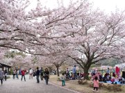 「バンブーお花見デー」のお知らせ