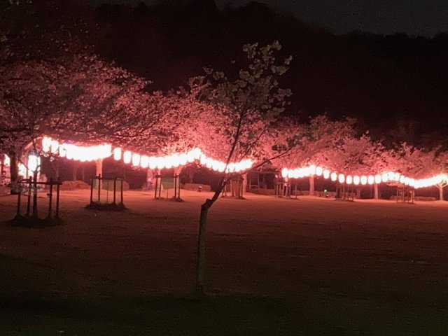「バンブーお花見デー」のお知らせ
