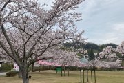 桜開花情報