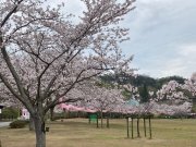 桜開花情報