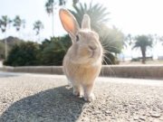 広島空港⇔忠海駅（大久野島）【LALALA♪ラビットライナー】の運行時刻の一部変更について