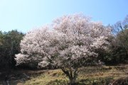 宿根の大桜　満開となりました！