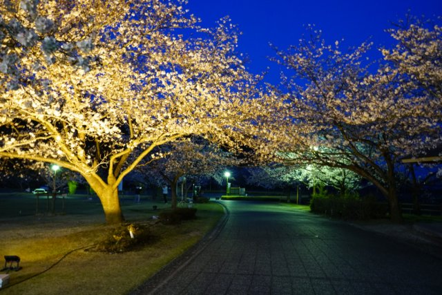 「バンブーお花見デー」のお知らせ