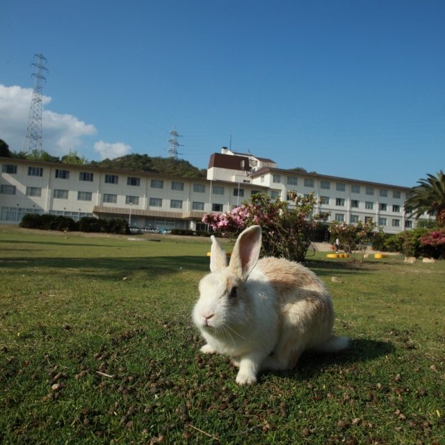 休暇村大久野島