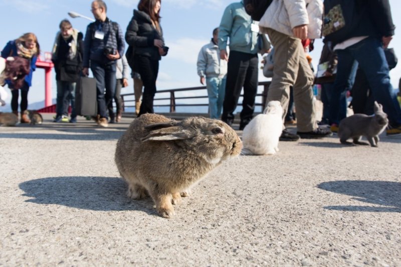 桟橋に着くとすぐにウサギがお出迎えをしてくれます。