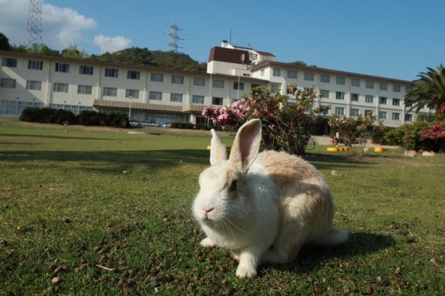 大久野島