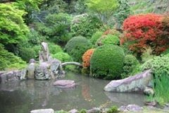 照蓮寺の本堂と書院に囲まれるように庭があり小祇園と云う。真中に池があり、池を巡る岸に石を組み、池の中央に島を配して石橋で渡る。
