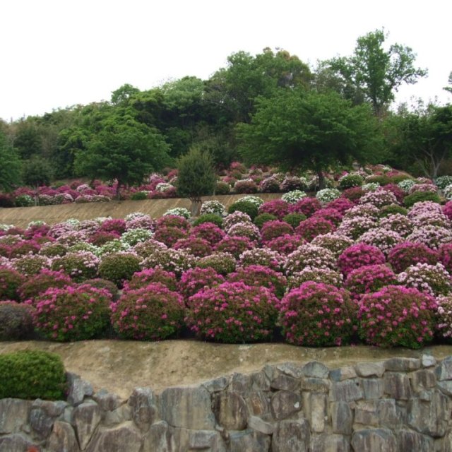 手良向公園