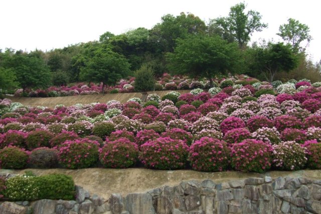 手良向公園