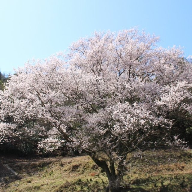宿根の大桜