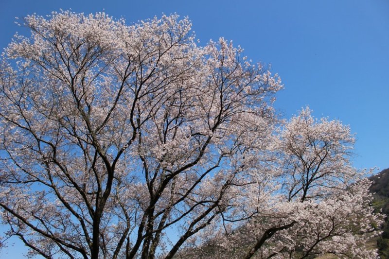 宿根の大桜 観光スポット 竹原市公式観光サイト ひろしま竹原観光ナビ
