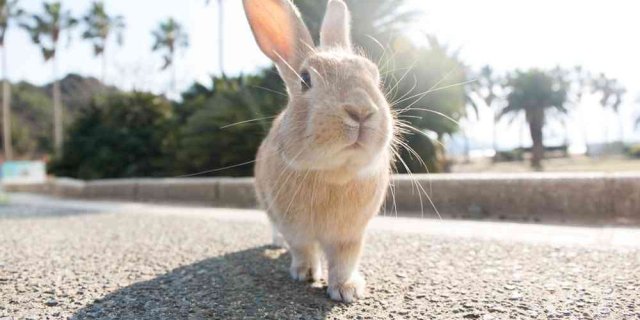 うさぎ＆町並みの定番コース(日帰り)