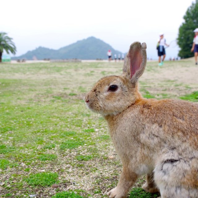 世界遺産とうさぎ島の旅（1泊2日）