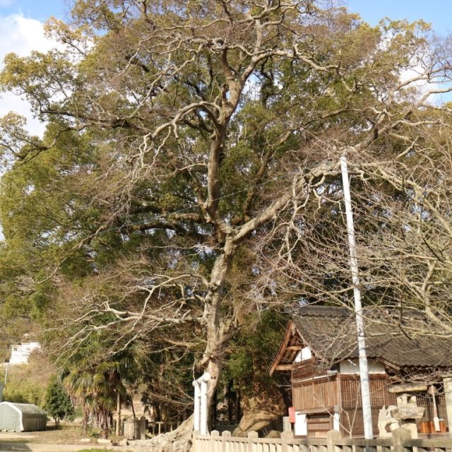 楠神社のクスノキ
