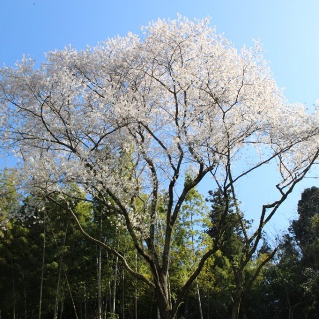 小梨の夫婦（めおと）桜