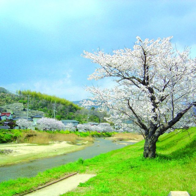 賀茂川沿い【桜並木】