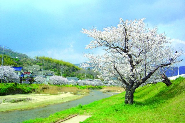 賀茂川沿い【桜並木】