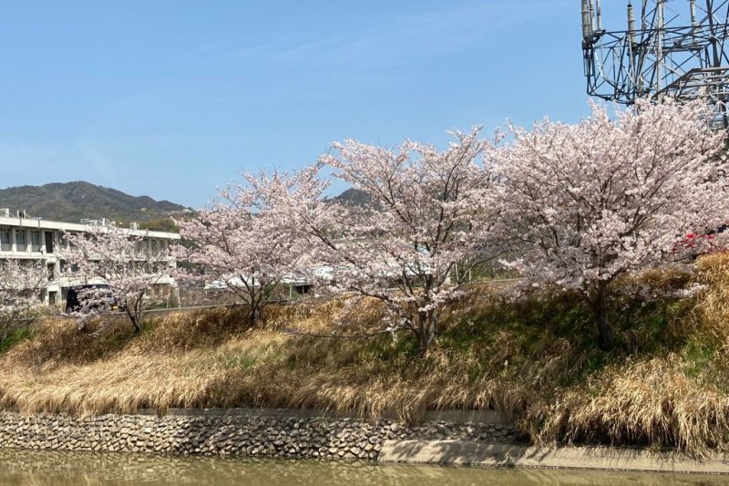 賀茂川の桜