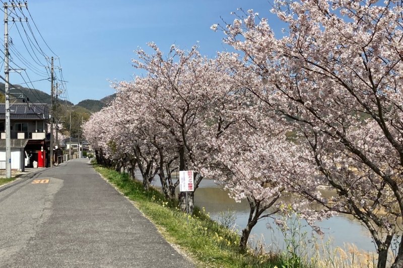 賀茂川の桜
