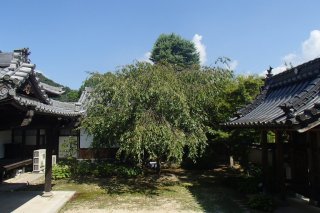 お庭の様子
