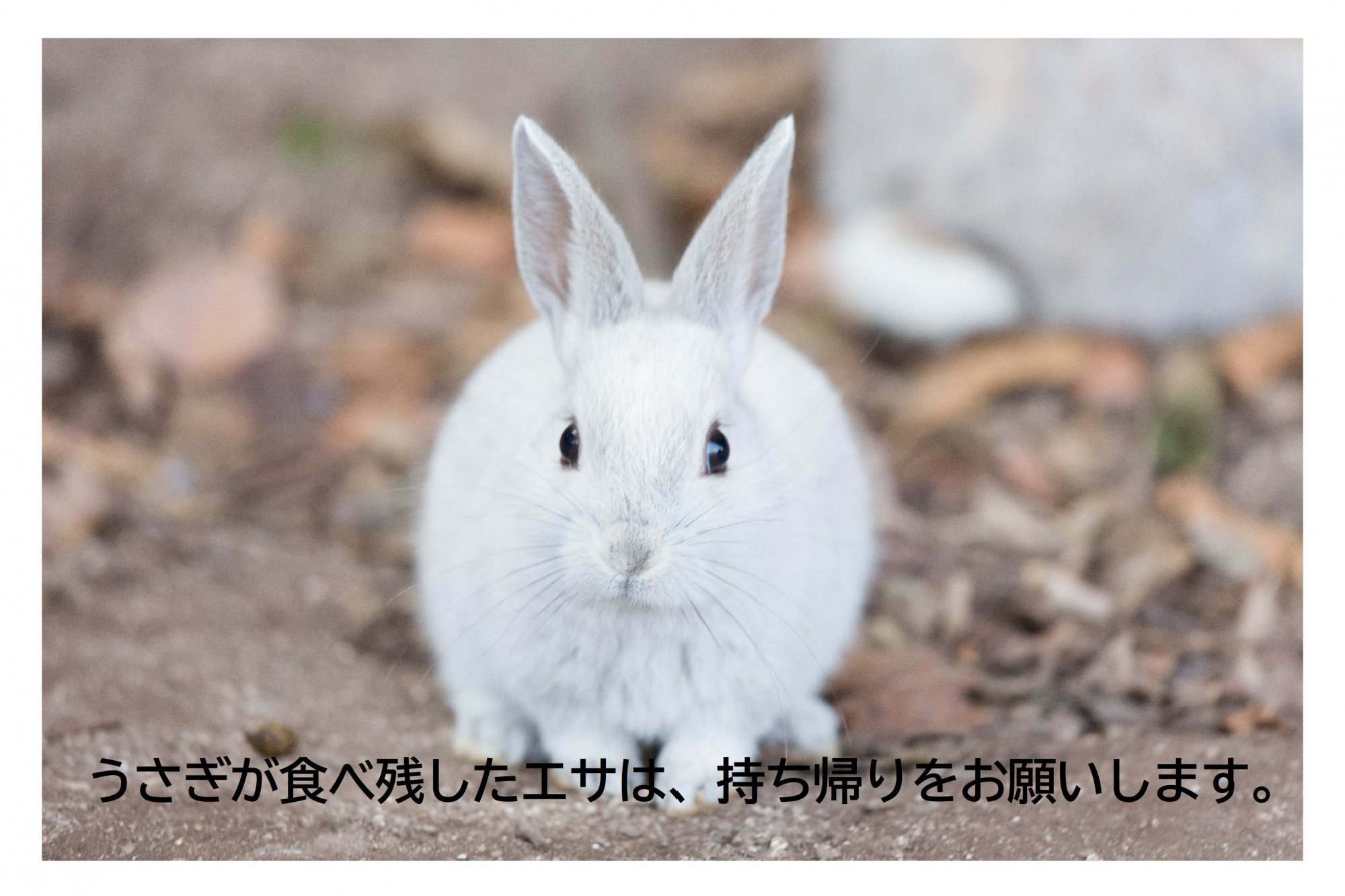 食べ残したエサは、持ち帰りをお願いします。