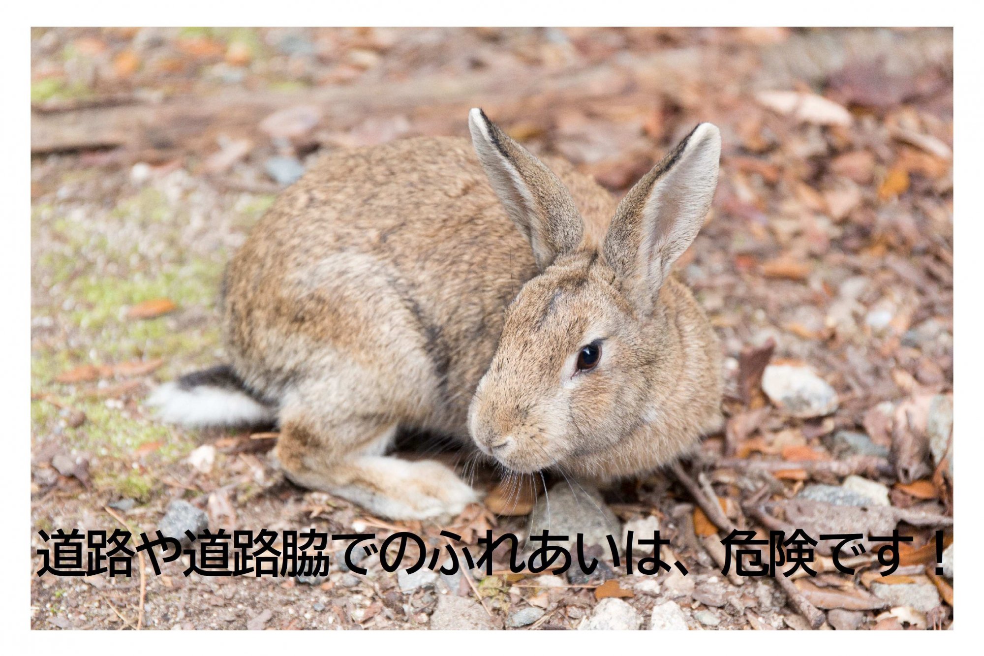 道路や道路脇は危険です！