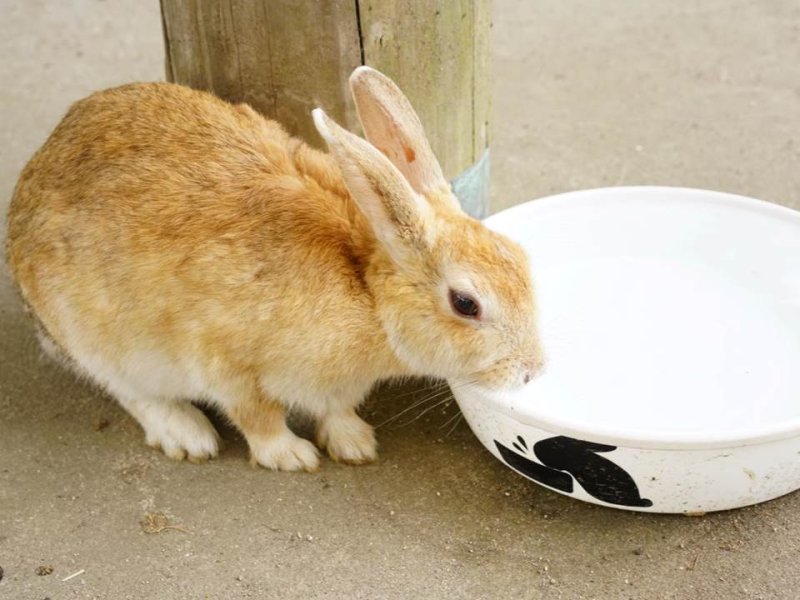 うさぎと触れ合う癒し旅