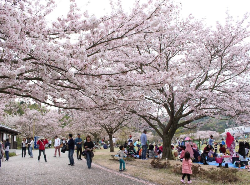竹原おすすめ桜スポット