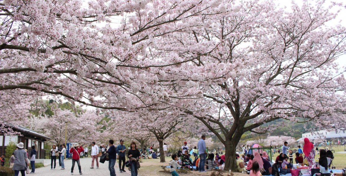 バンブー総合公園の桜