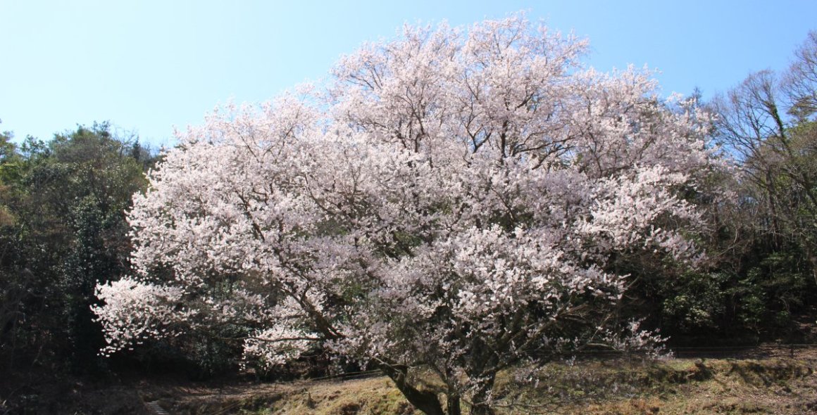 宿根の大桜