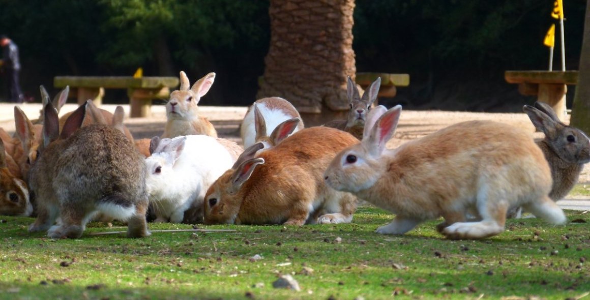 うさぎは繊細で、か弱い生き物なので、十分な注意を！