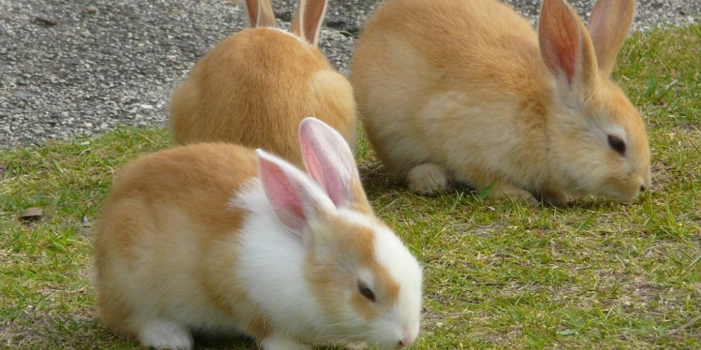 うさぎにしっかりと癒されて