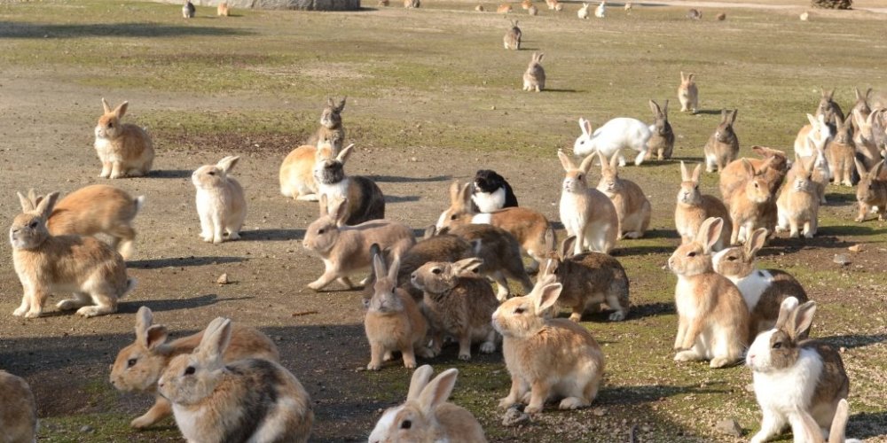うさぎの集団！うさぎ好きにはたまらない瞬間です