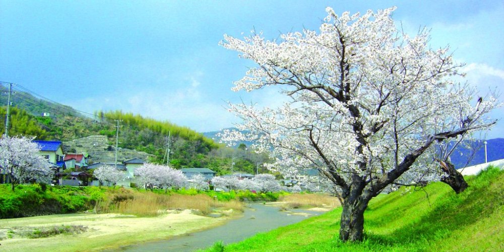 賀茂川沿いの桜並木