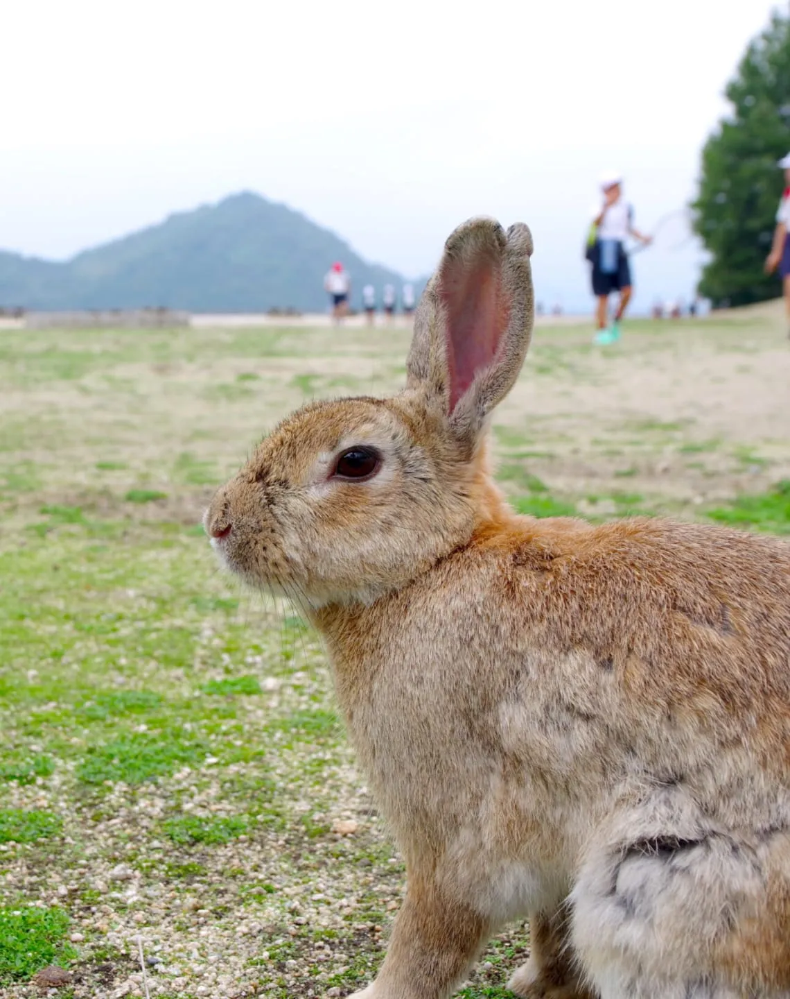A white ferry heading toward the viewer across a calm blue sea. Layered mountain ranges are visible in the distance, with the silhouette of an industrial area to the far right.