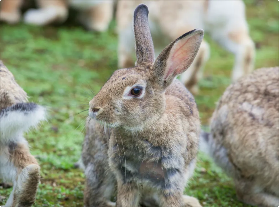 Multiple rabbits gathered on the ground eating something