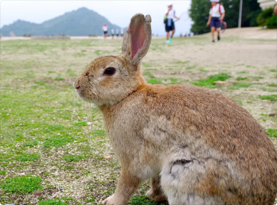 A rabbit sitting sideways in a spacious grassy field