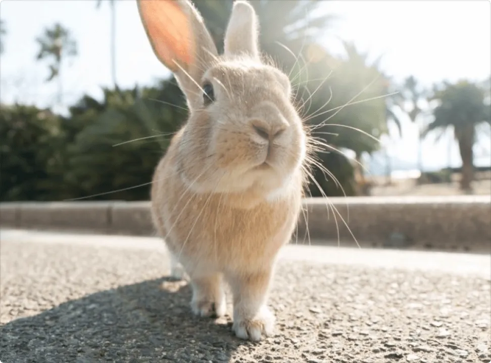 Close-up of a rabbit at the edge of the road looking up at the camera