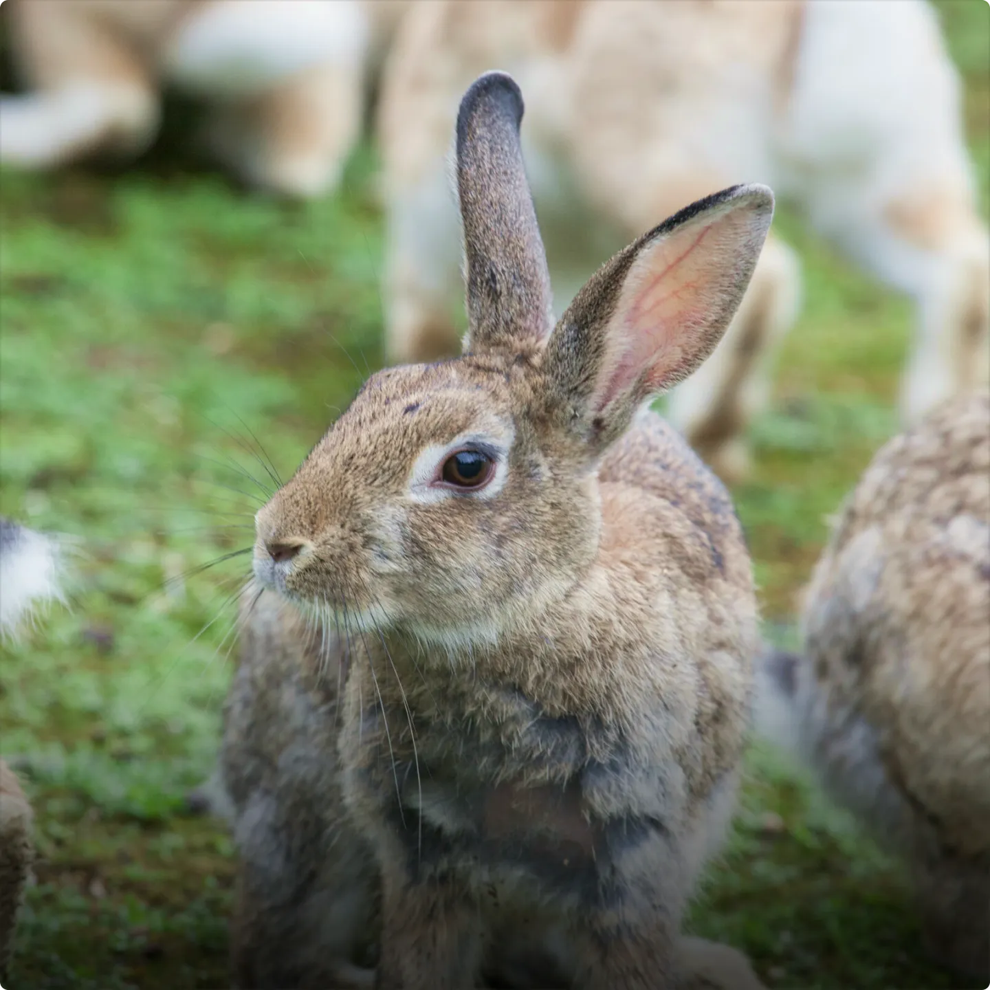 Close-up of a wild rabbit resting in a grassy field