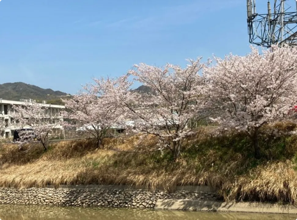 봄의 기운을 느끼게 하는 만개한 벚꽃과 오래된 석축 풍경