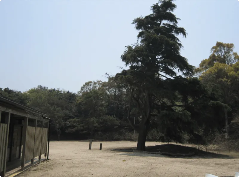 광장 중앙에 서 있는 큰 나무