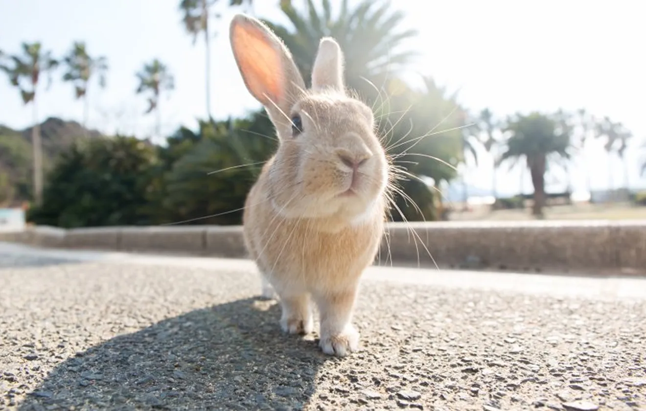 大久野島でこちらを見上げる可愛らしい野生のうさぎ